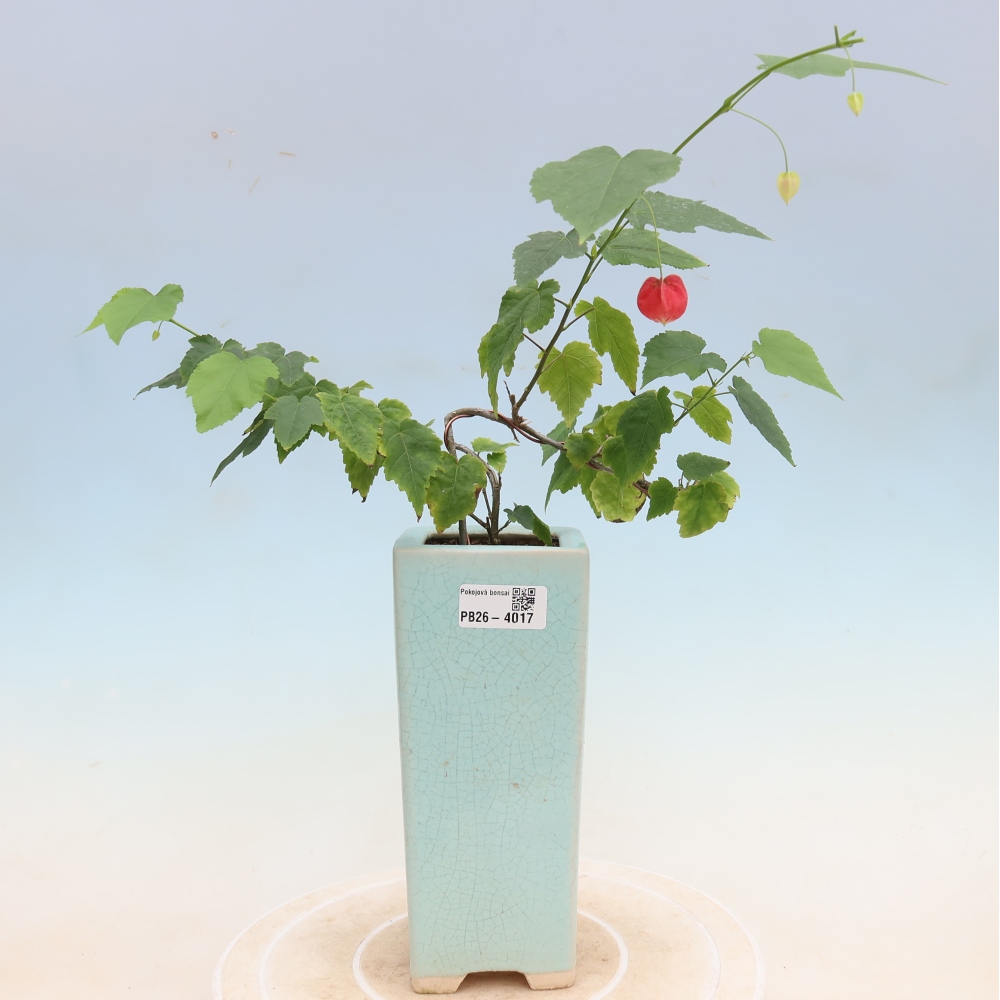 Bonsai voor binnen - Abutilon Big Bell - Cloudberry