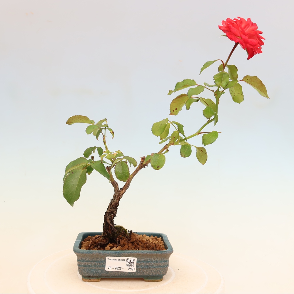 Bonsai voor buiten - Rosa Kordes - roos
