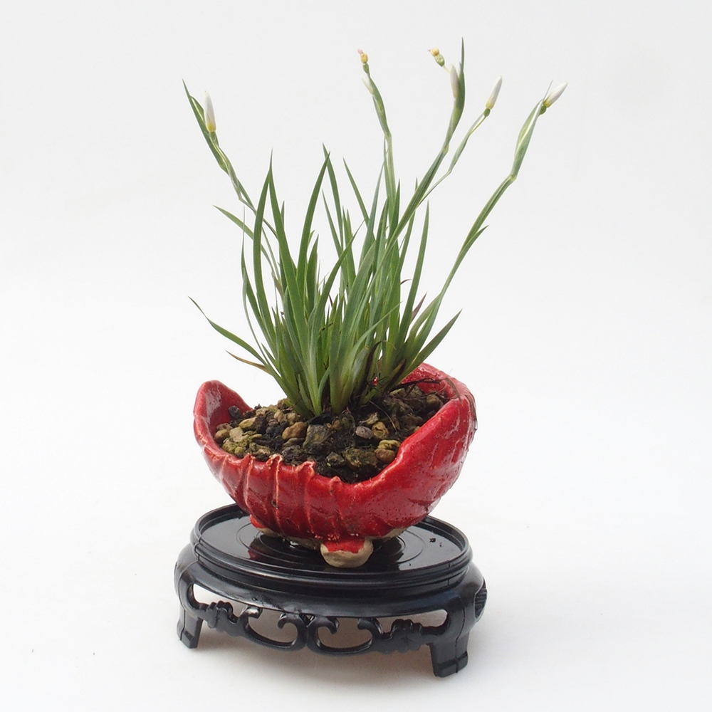 Bonsai tafel kunststof rond 10 x 10 x 3,5 cm, zwart