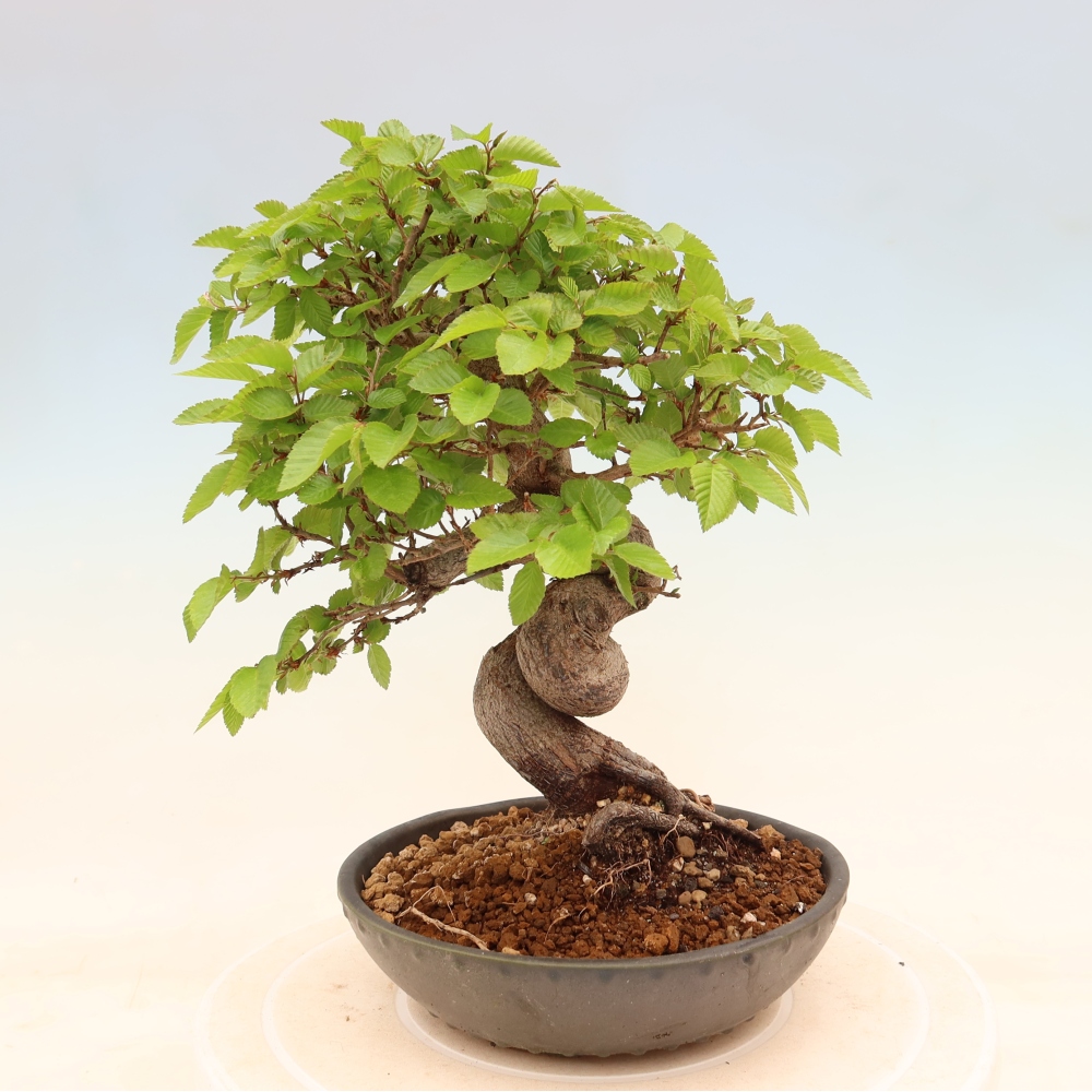 Bonsai voor buiten -Carpinus Coreana - Koreaanse haagbeuk