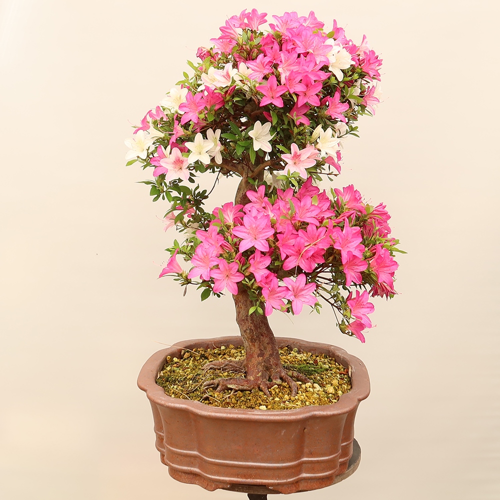 Bonsai voor buiten - Japanse Azalea - Azalea Miyabihime