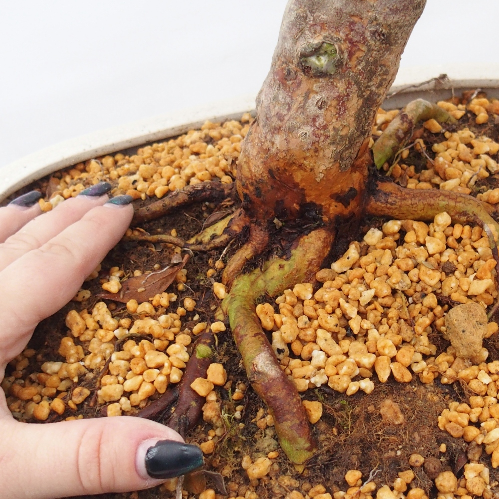 Bonsai voor buiten - Japanse Azalea - Azalea Hanatsuzuri