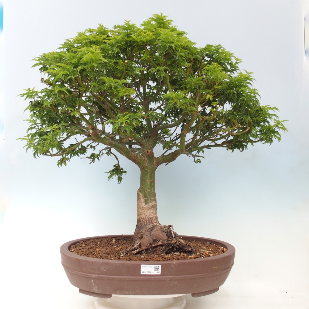 Bonsai voor buiten -Javor palm Acer palmatum Shishigashira