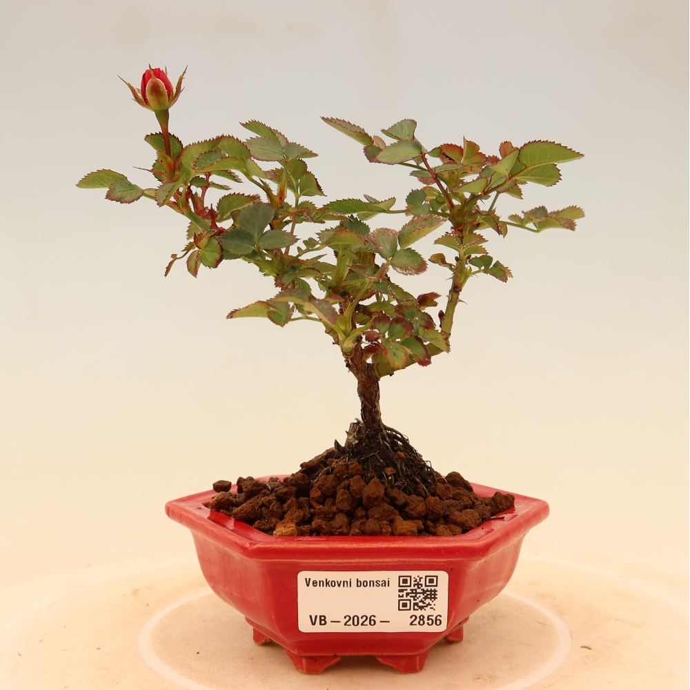 Bonsai voor buiten - Rosa Kordes - roos