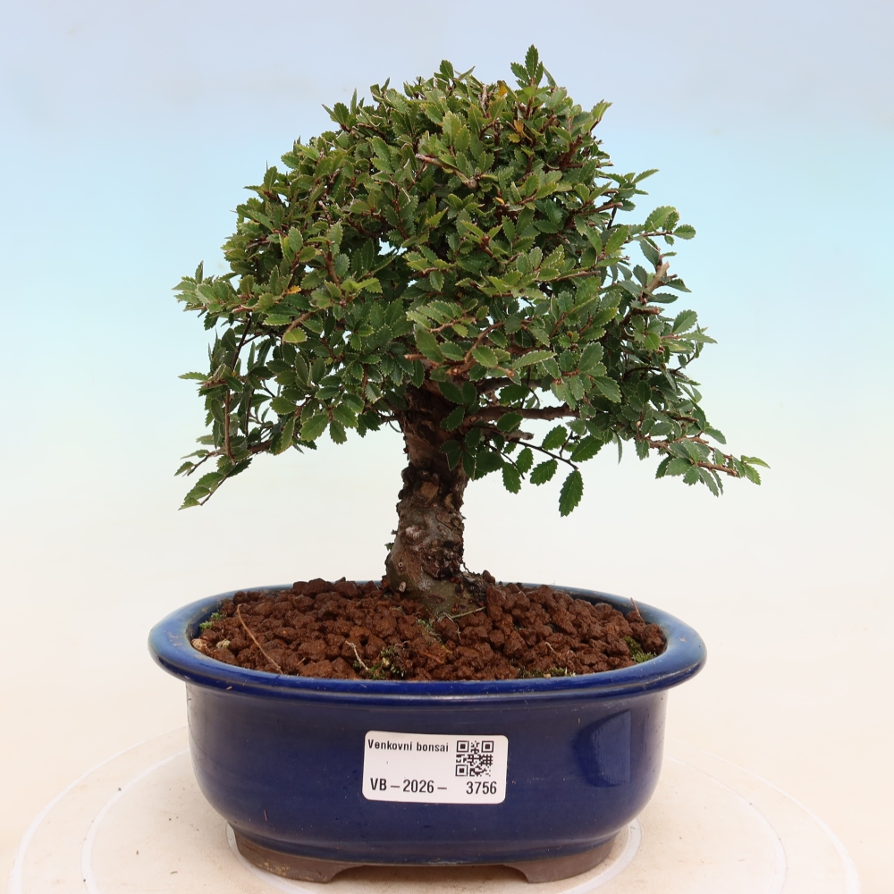 Bonsai voor buiten - Zelkova - Zelkova NIRE