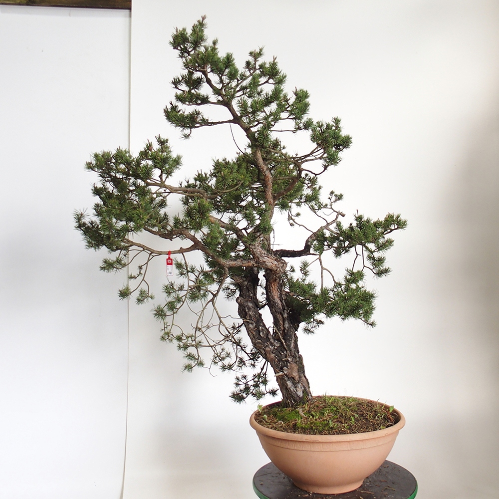 Yamadori - Pinus sylvestris Spanje