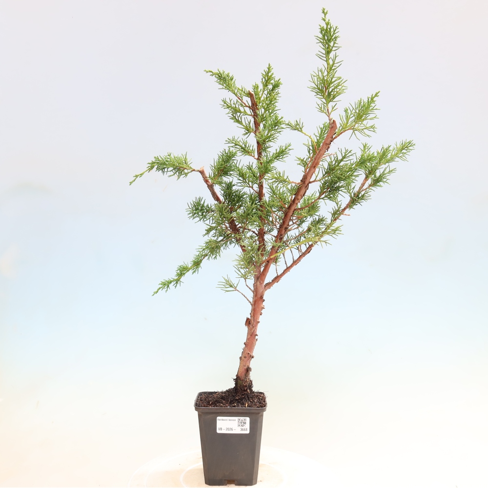 Bonsai voor buiten - Juniperus chinensis Kishu