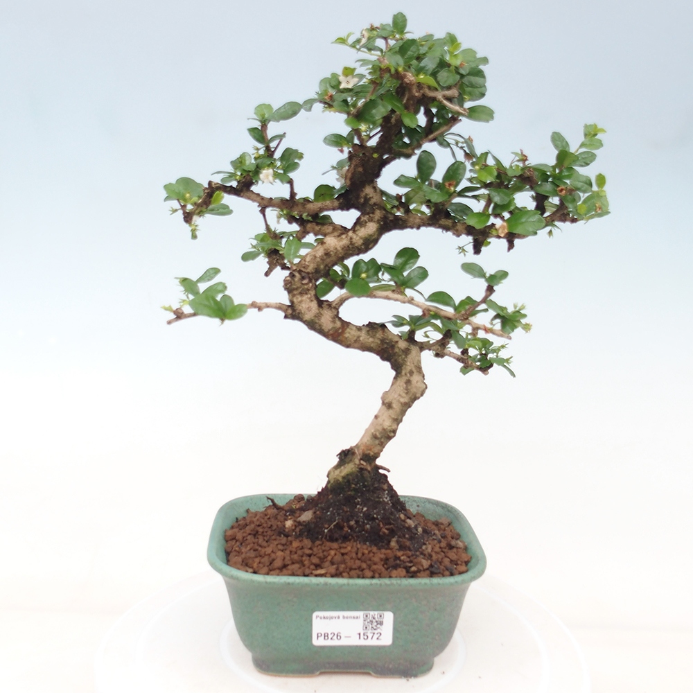 Kamerbonsai - Carmona macrophylla - Thee fuki