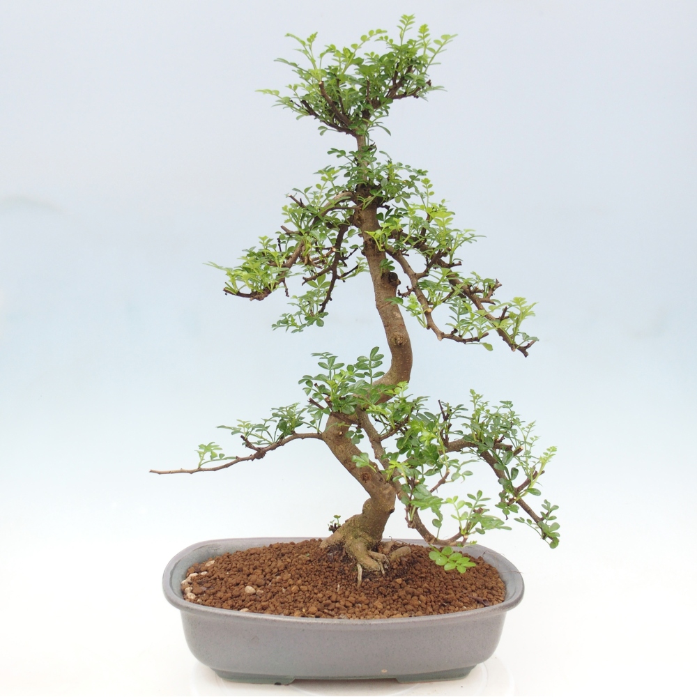 Kamerbonsai - Zantoxylum piperitum - peperboom