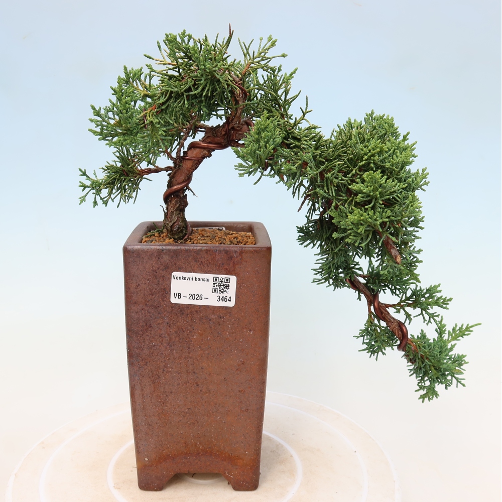 Bonsai voor buiten - Juniperus chinensis Kishu