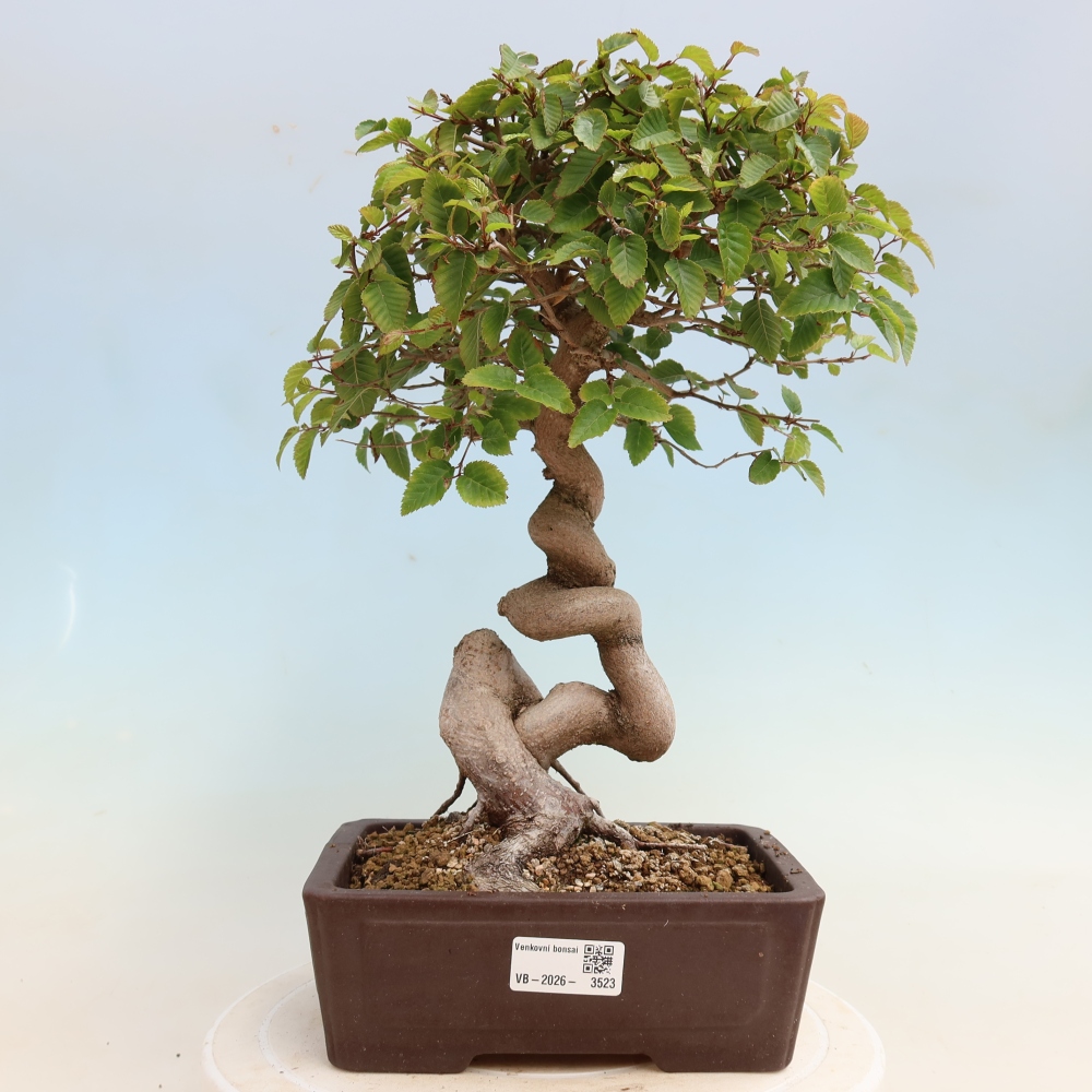 Bonsai voor buiten -Carpinus CARPINOIDES - Koreaanse haagbeuk