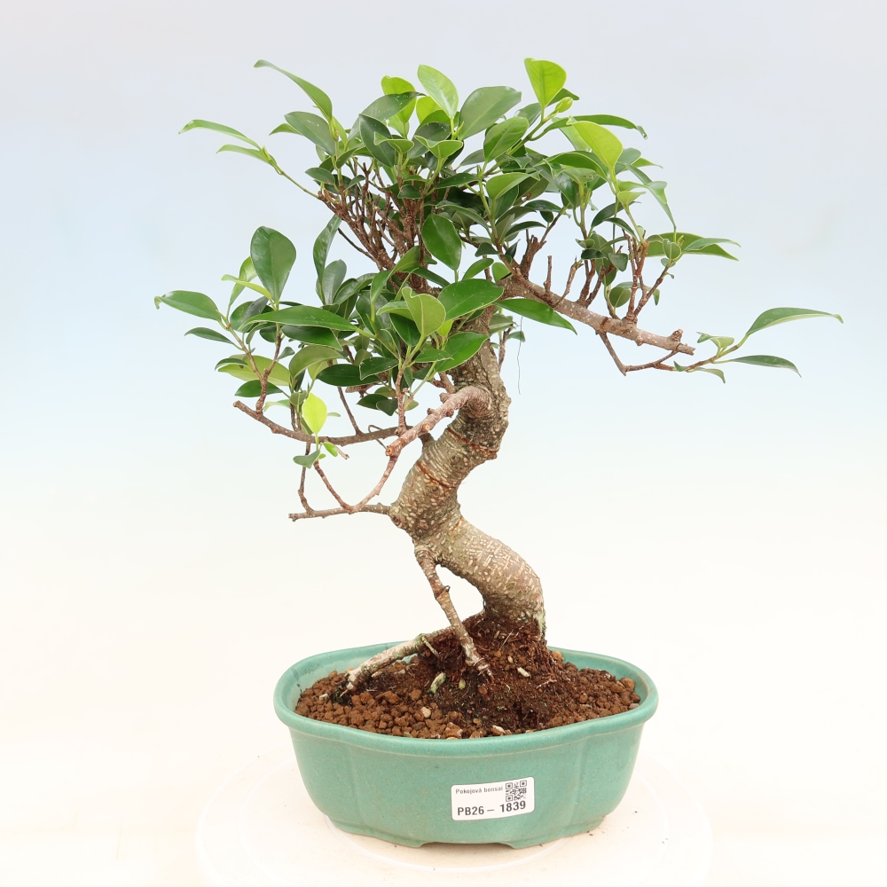Kamerbonsai - Ficus retusa - kleinbladige ficus