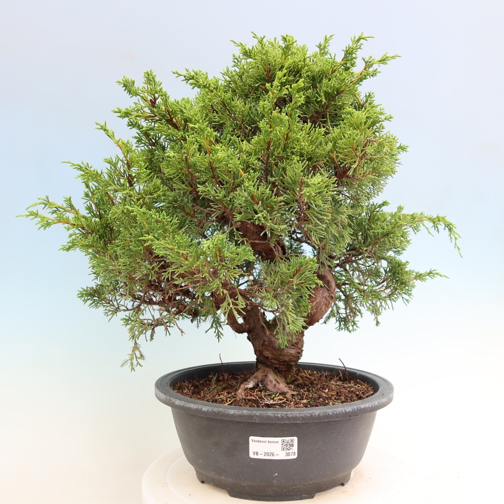 Bonsai voor buiten - Juniperus chinensis Itoigawa-Juniperus chinensis