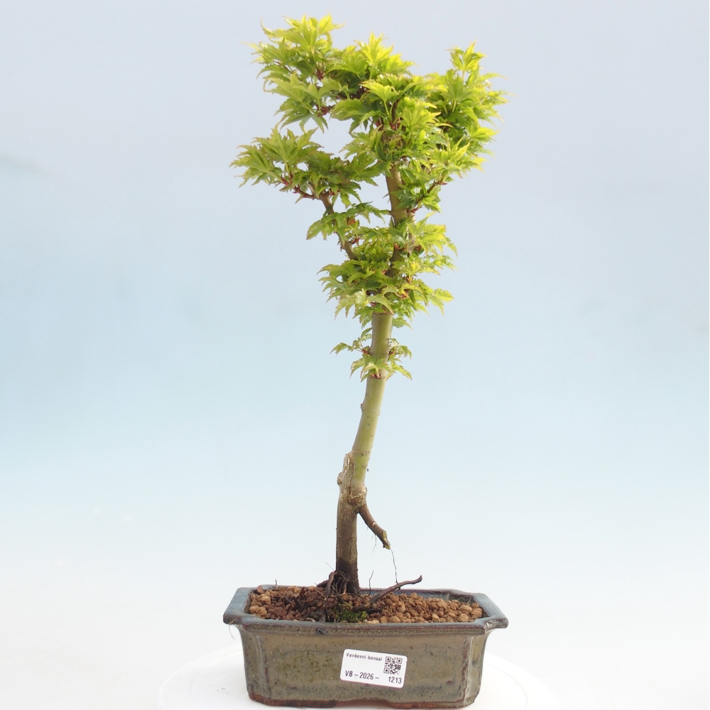 Bonsai voor buiten -Javor palm Acer palmatum Shishigashira