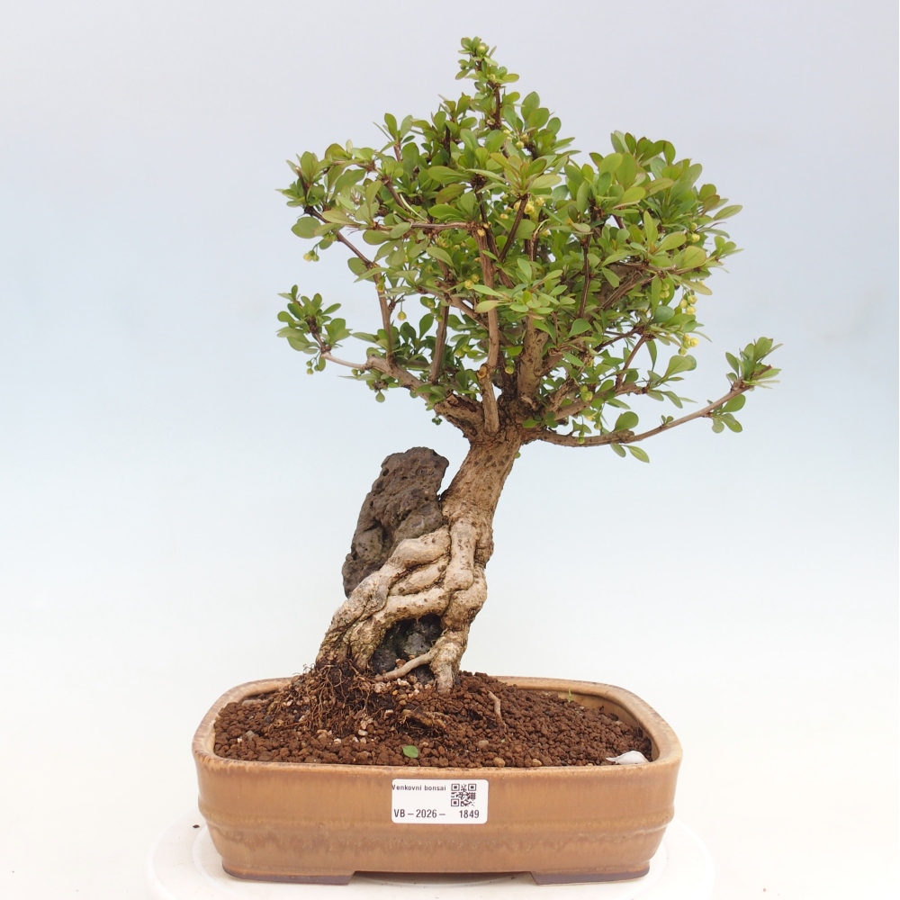 Bonsai voor buiten - Berberis coreana