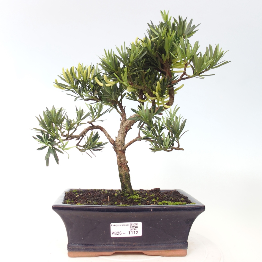 Kamerbonsai - Podocarpus - Taxus