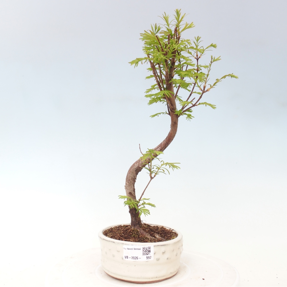 Bonsai voor buiten - Metasequoia glyptostroboides - Chinese Metasequoia