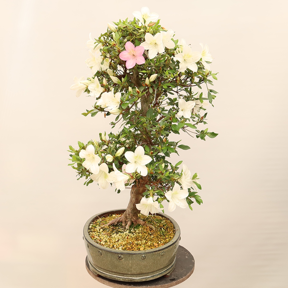 Bonsai voor buiten - Japanse Azalea - Azalea Hand