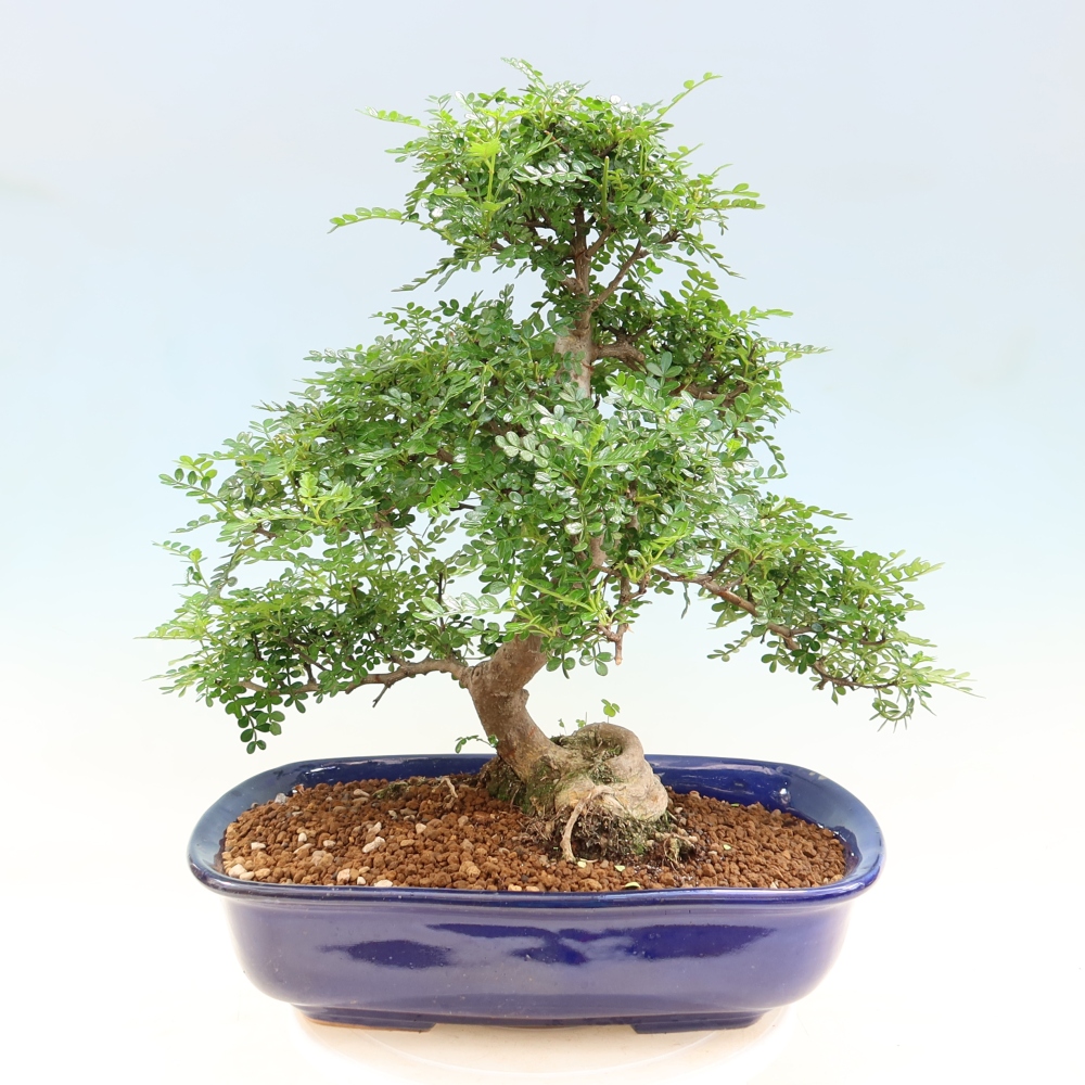 Kamerbonsai - Zantoxylum piperitum - peperboom