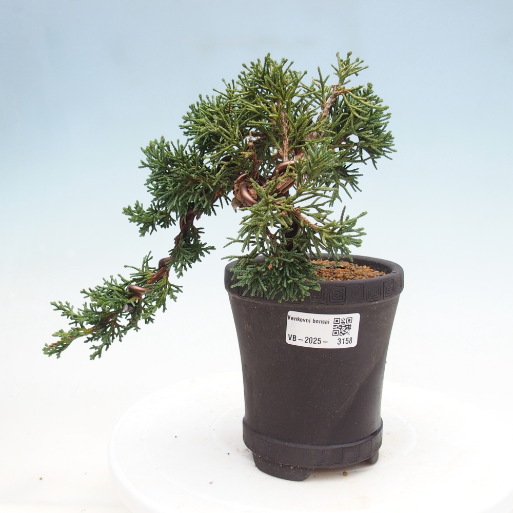 Bonsai voor buiten - Juniperus chinensis Kishu