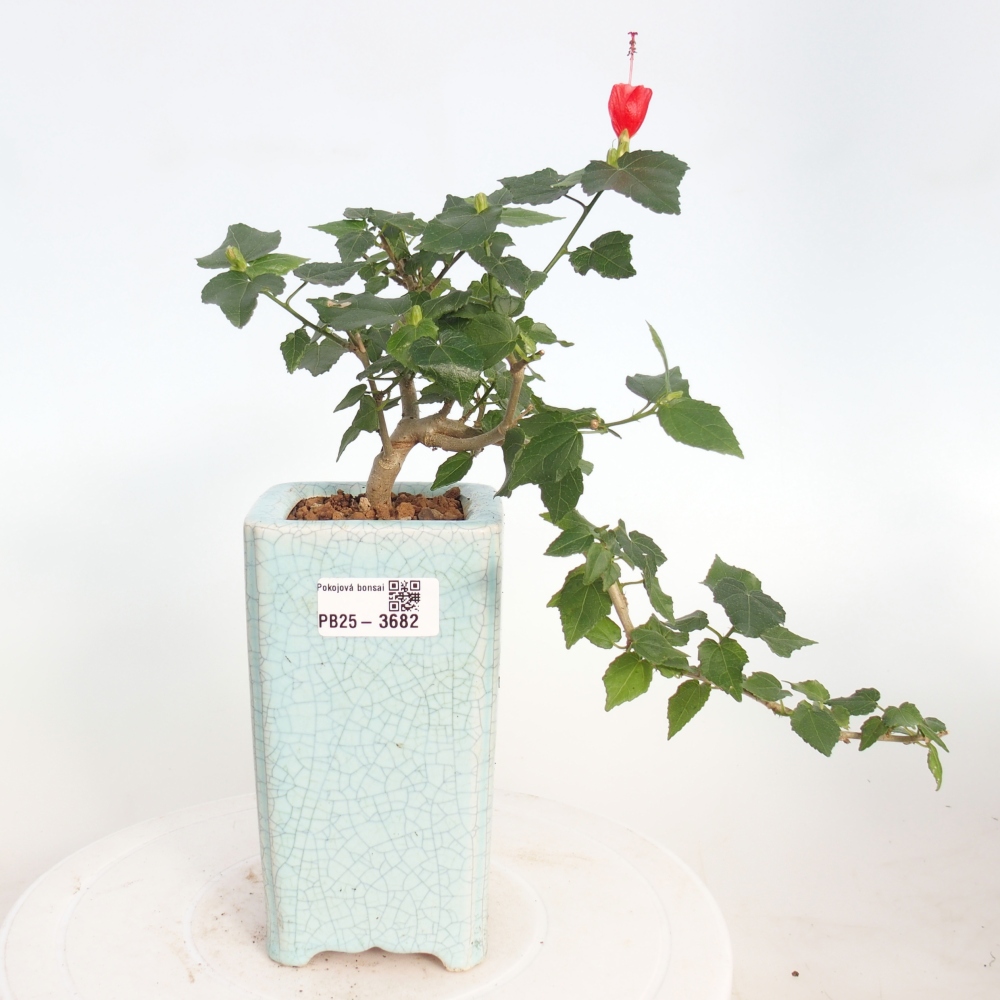 Bonsai voor binnen - Malvaviscus arboreus