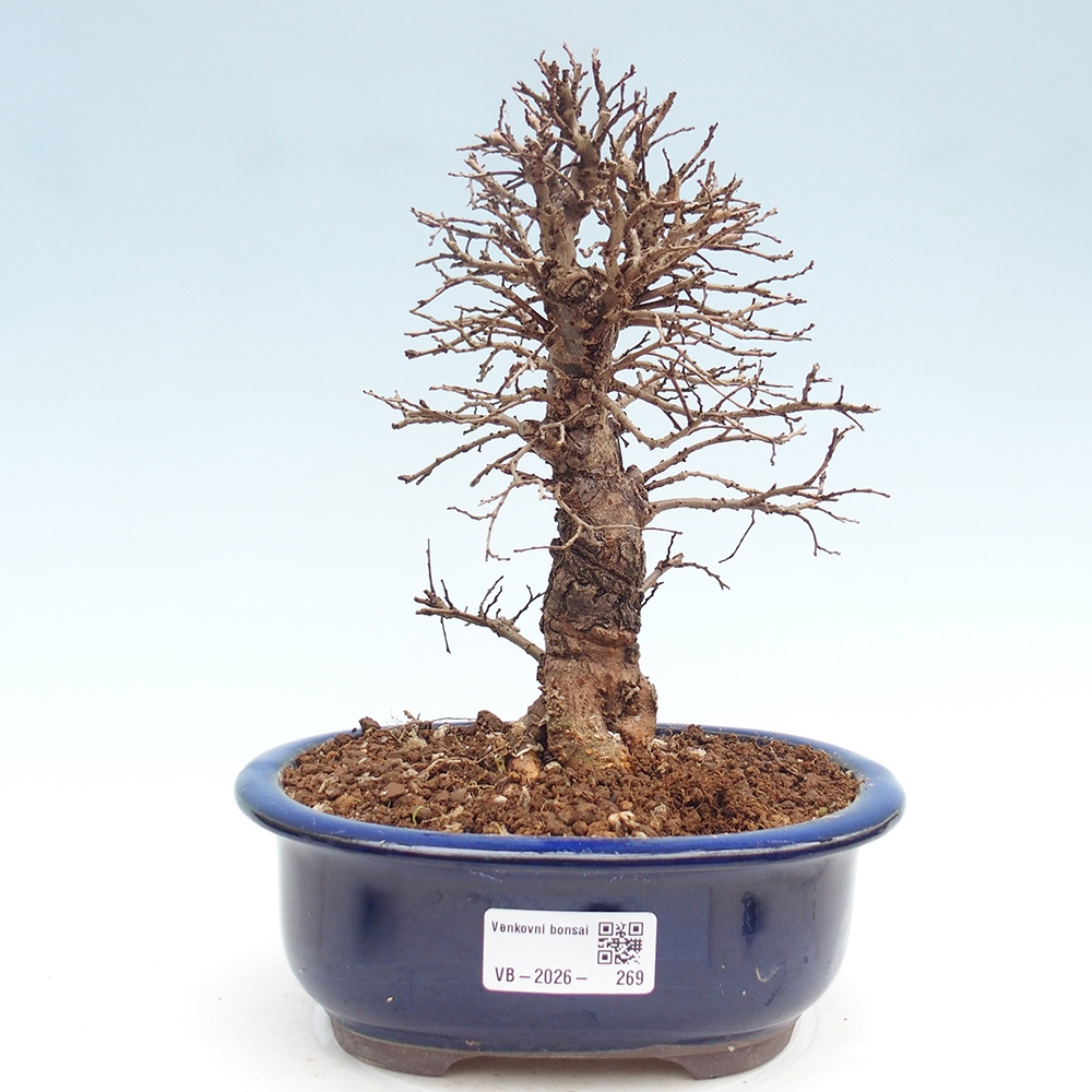 Bonsai voor buiten - Zelkova - Zelkova NIRE