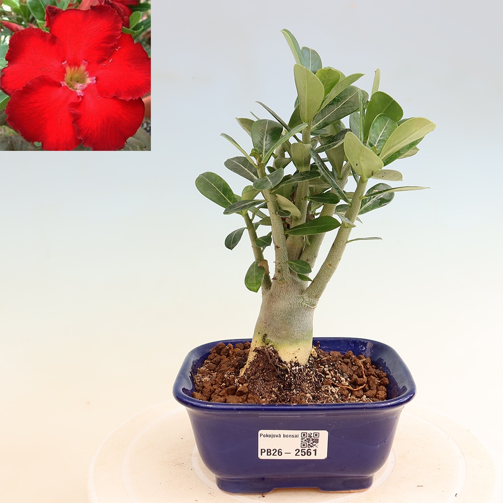Kamerbonsai - Adenium obesum Red Star - Woestijnroos