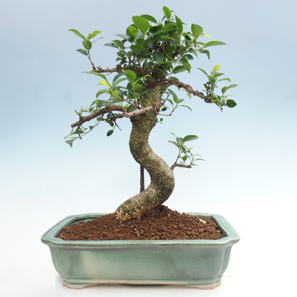 Kamerbonsai - Ficus kimmen - kleinbladige ficus