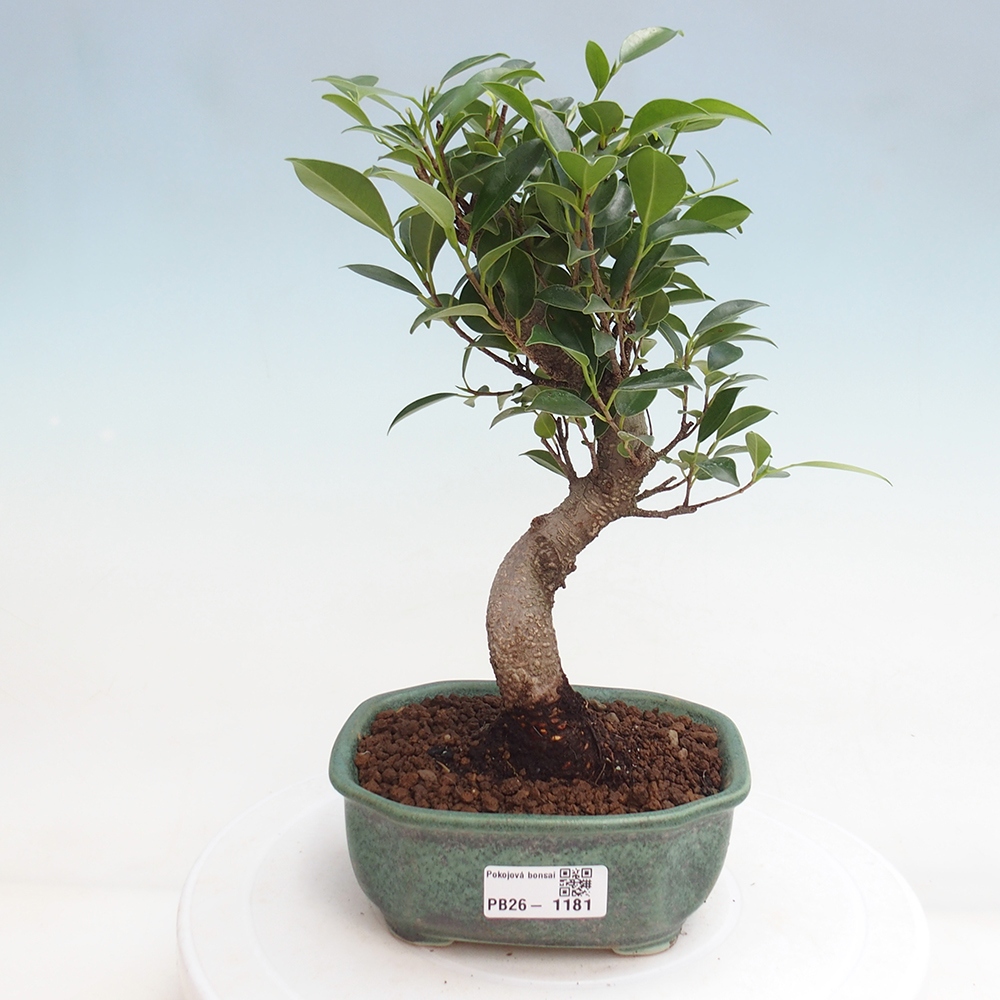 Kamerbonsai - Ficus retusa - kleinbladige ficus