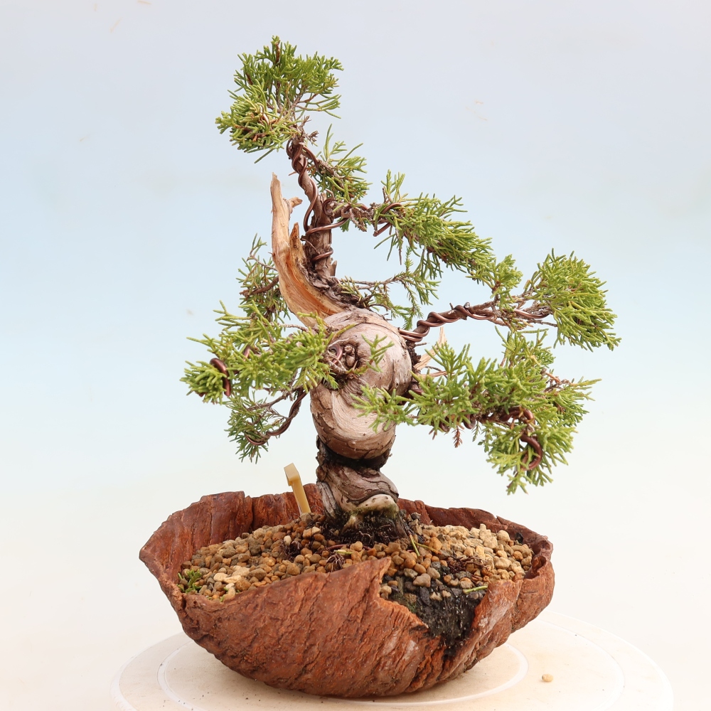 Bonsai voor buiten - Juniperus chinensis Itoigawa-Juniperus chinensis