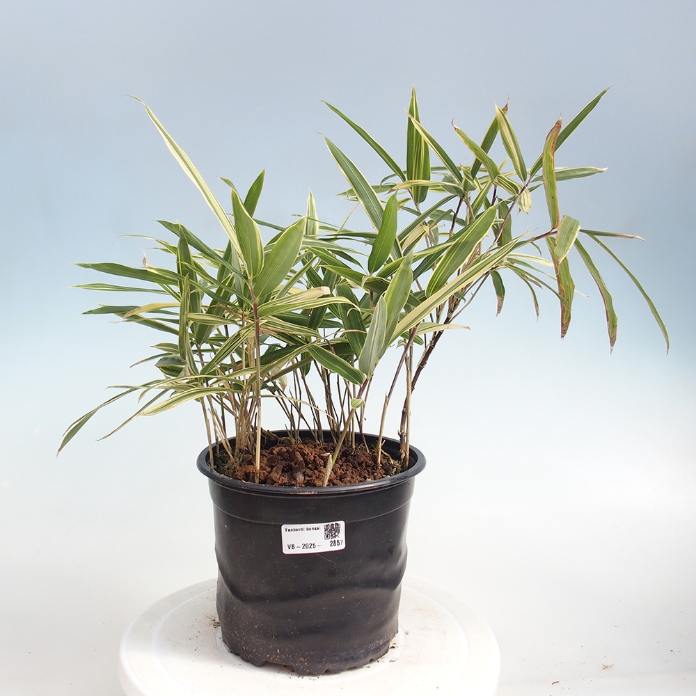 Bonsai voor buiten - Sasaella masamuneana Albostriata - Bamboe