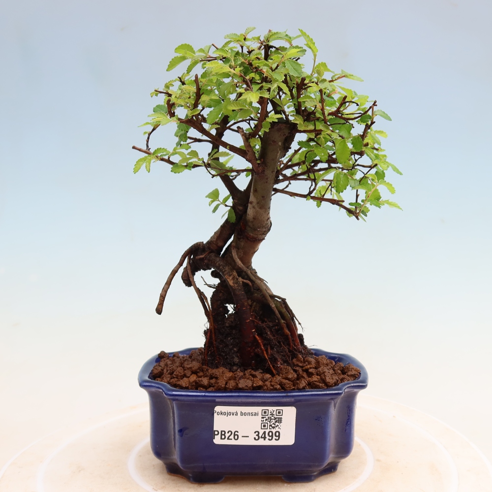 Kamerbonsai - Ulmus parvifolia - Winteriep