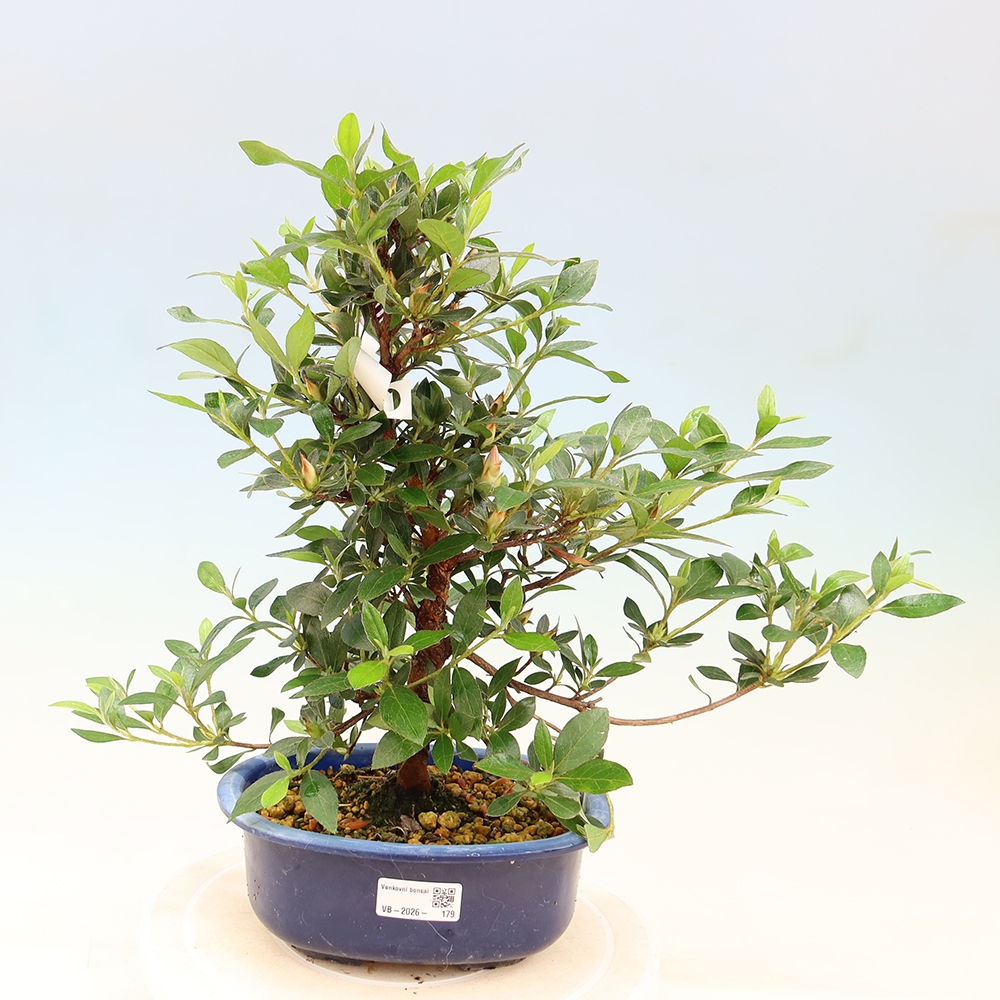 Bonsai voor buiten - Japanse Azalea - Azalea Shinsei