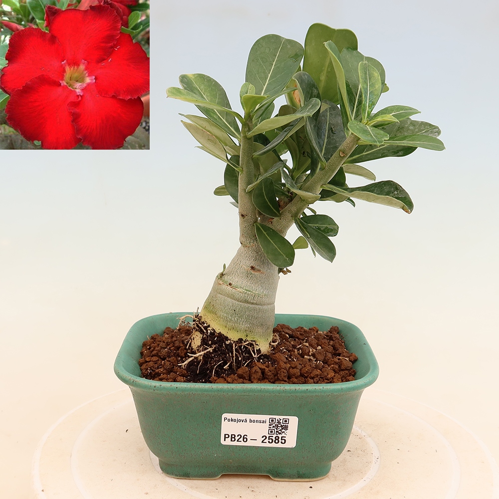 Kamerbonsai - Adenium obesum Red Star - Woestijnroos