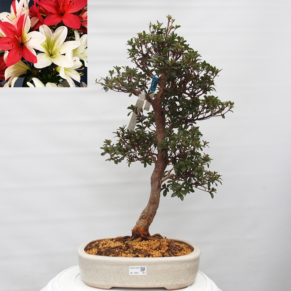 Bonsai voor buiten - Japanse Azalea - Azalea Hanatsuzuri