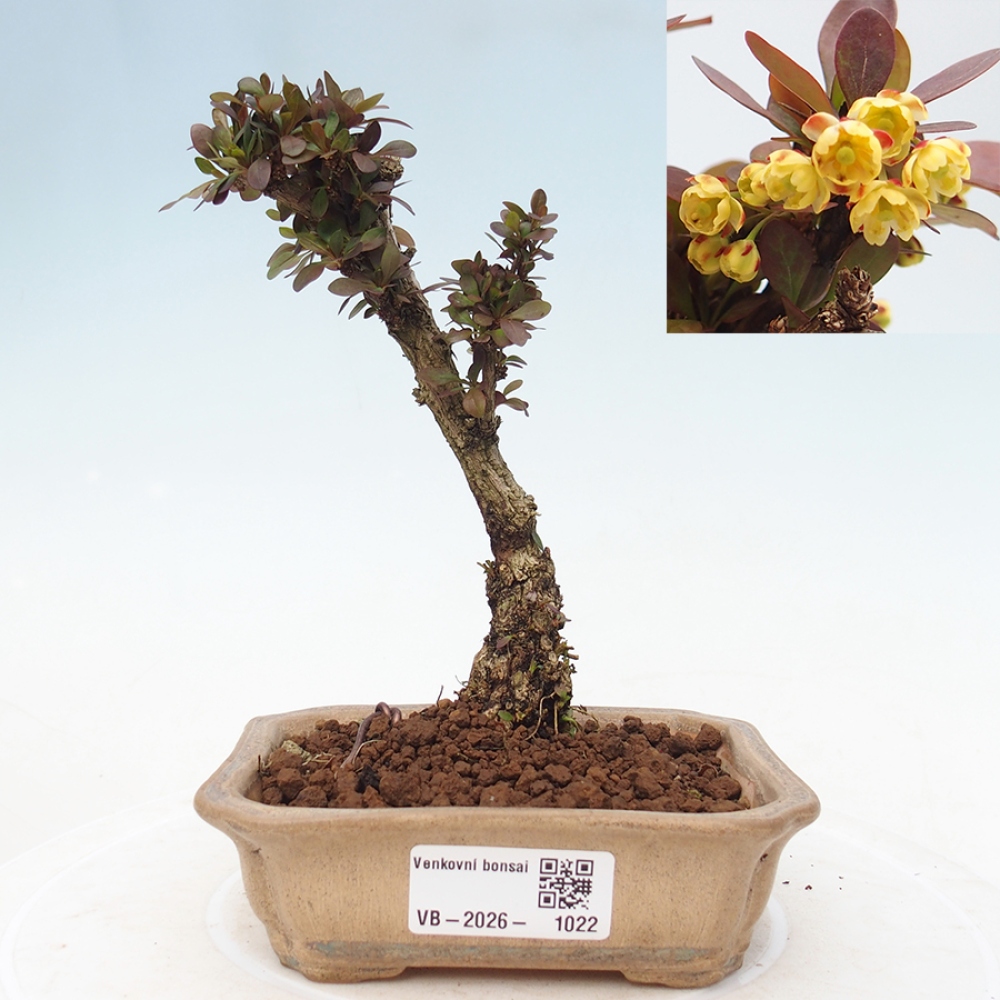 Bonsai voor buiten - Berberis Thunbergii Bagatelle