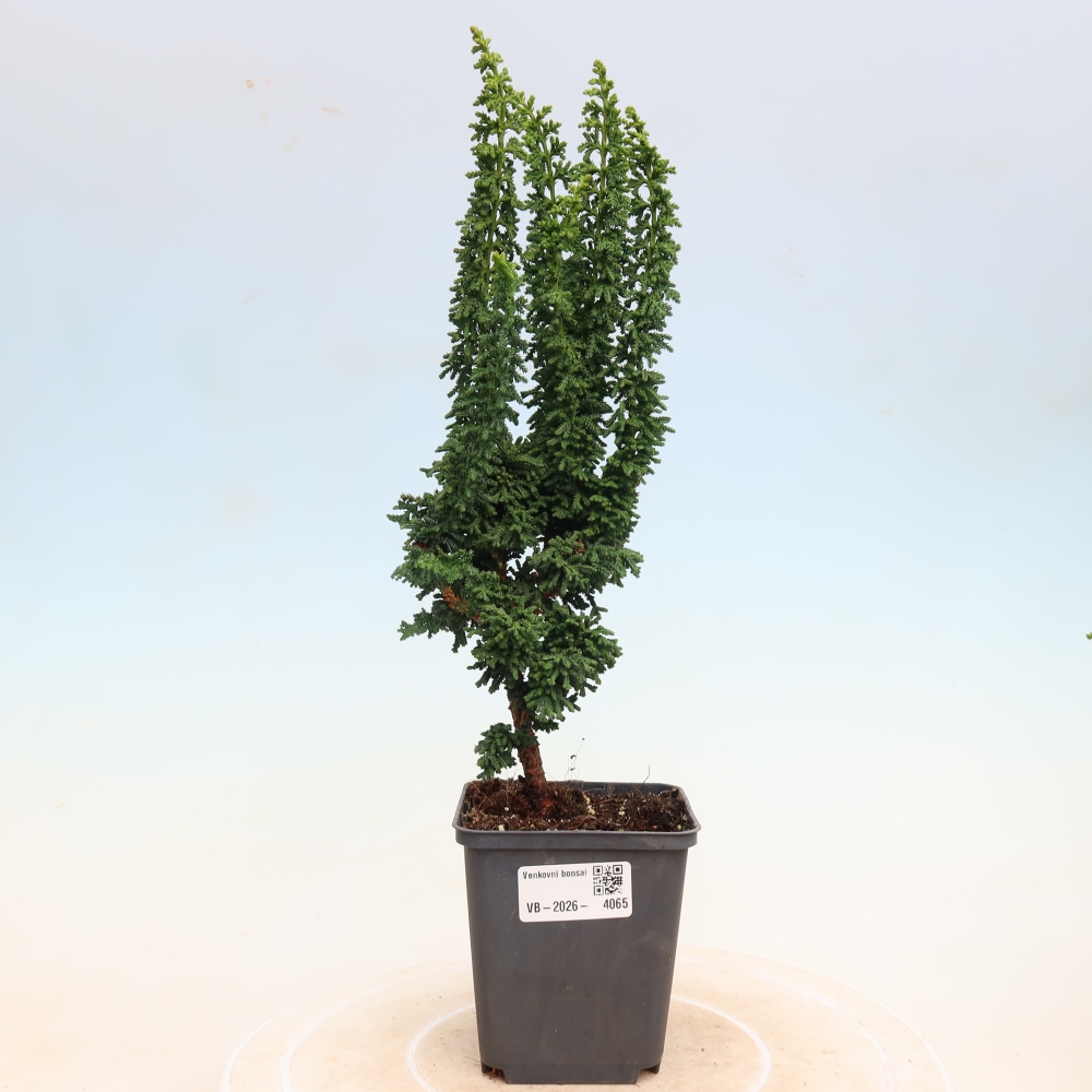 Bonsai voor buiten - Cham. obtusa SEKKA HINOKI - Cipres