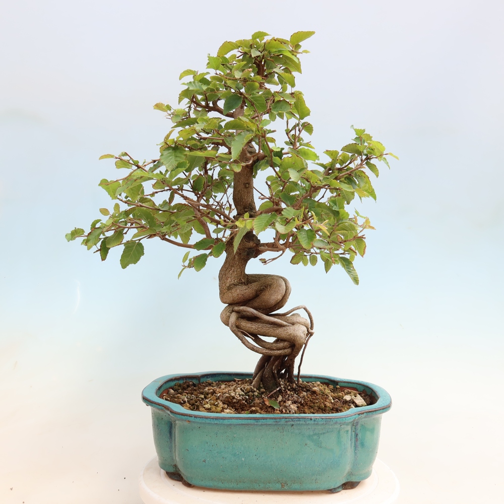 Bonsai voor buiten -Carpinus CARPINOIDES - Koreaanse haagbeuk