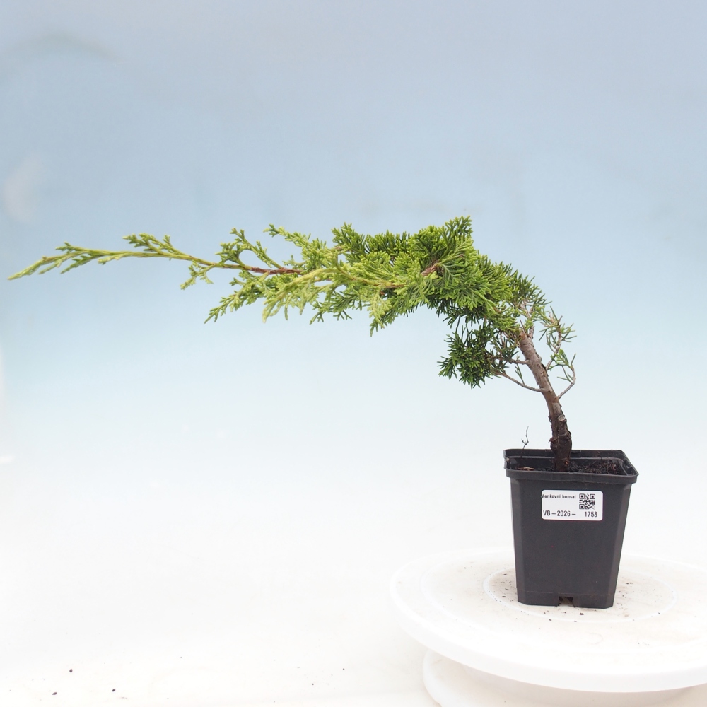 Bonsai voor buiten - Juniperus chinensis Itoigawa