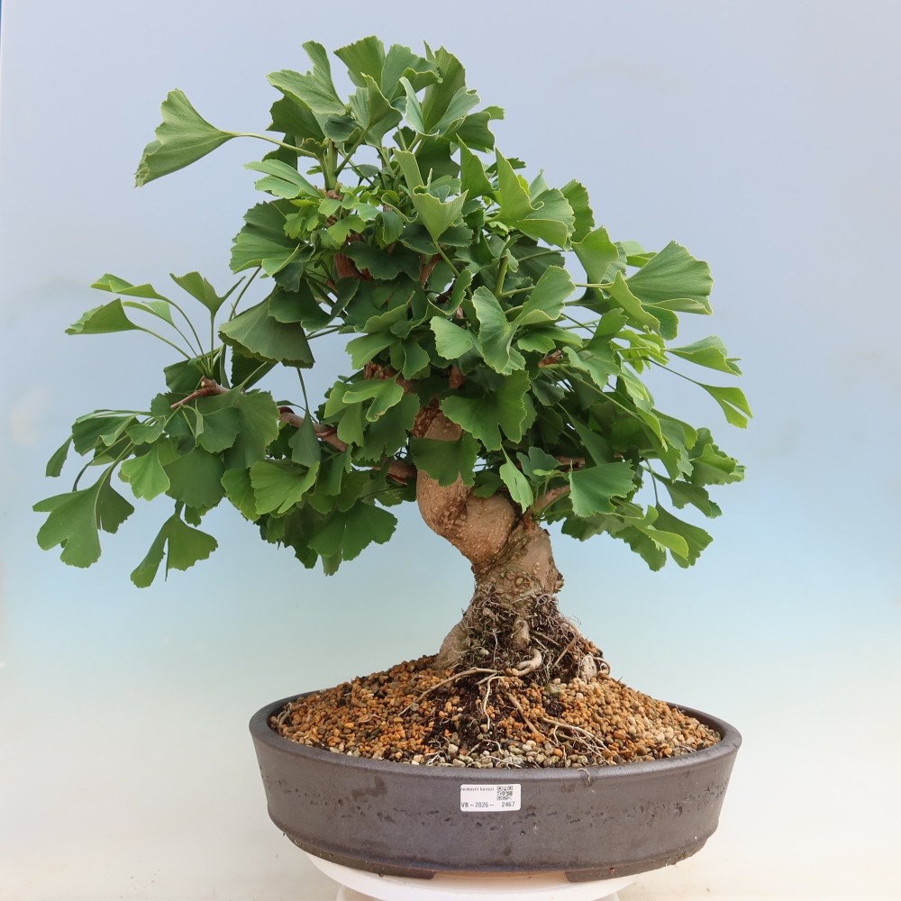 Bonsai voor buiten - Ginkgo biloba