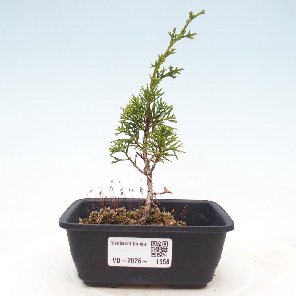 Bonsai voor buiten - Juniperus chinensis Itoigawa