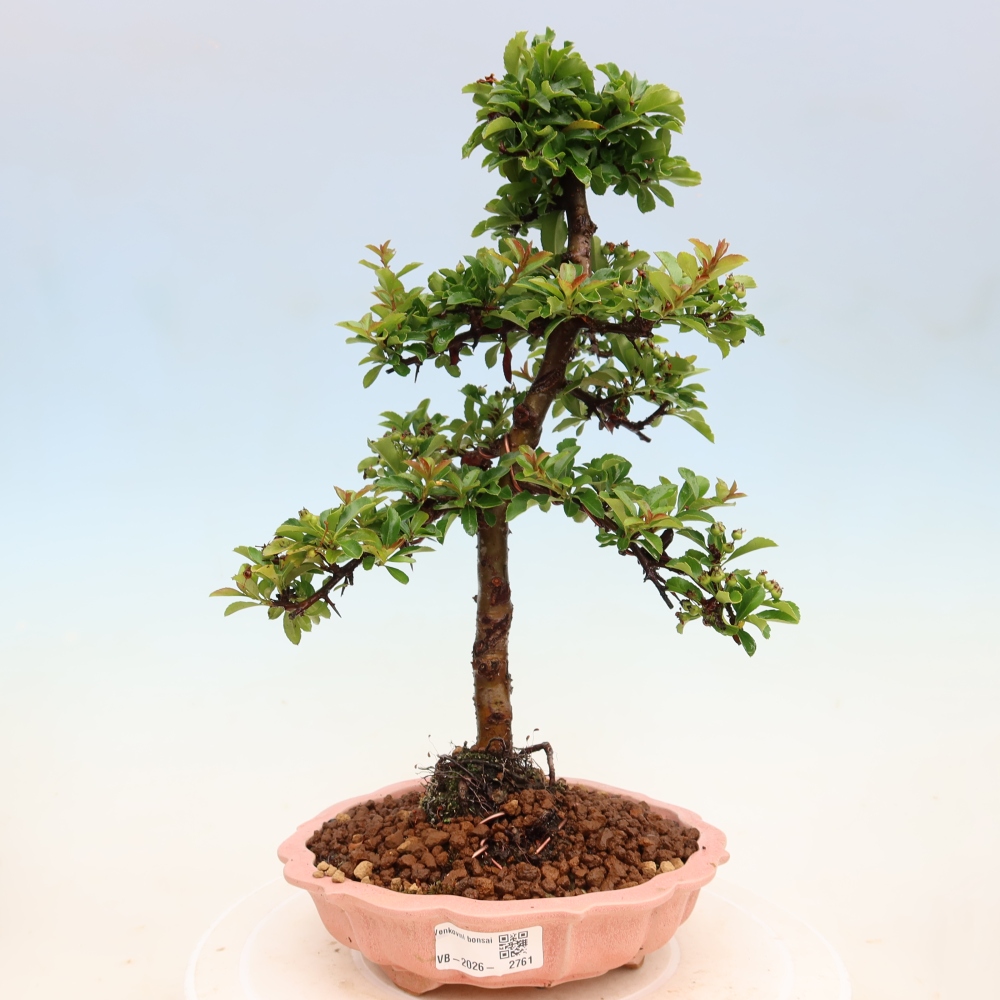 Buitenbonsai - Pyracantha teton - Vuurdoorn