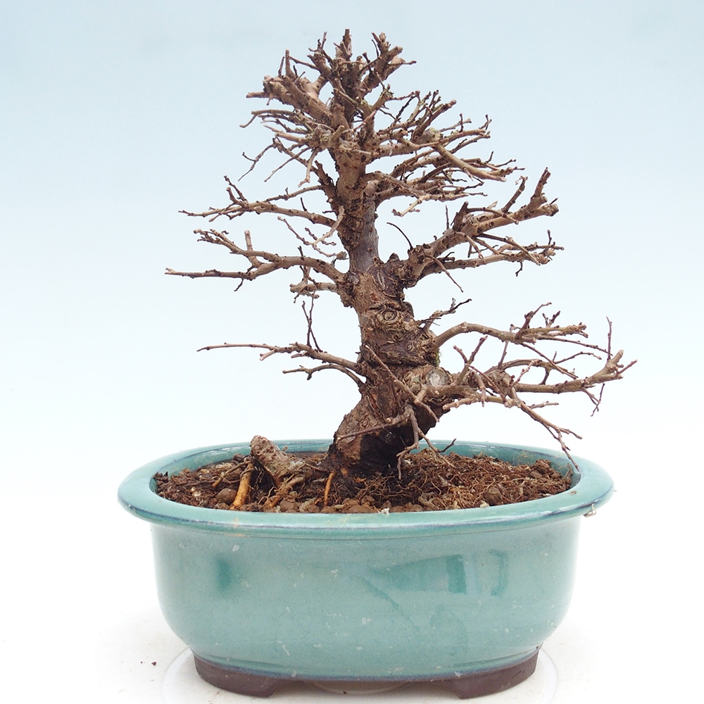 Bonsai voor buiten - Zelkova - Zelkova NIRE