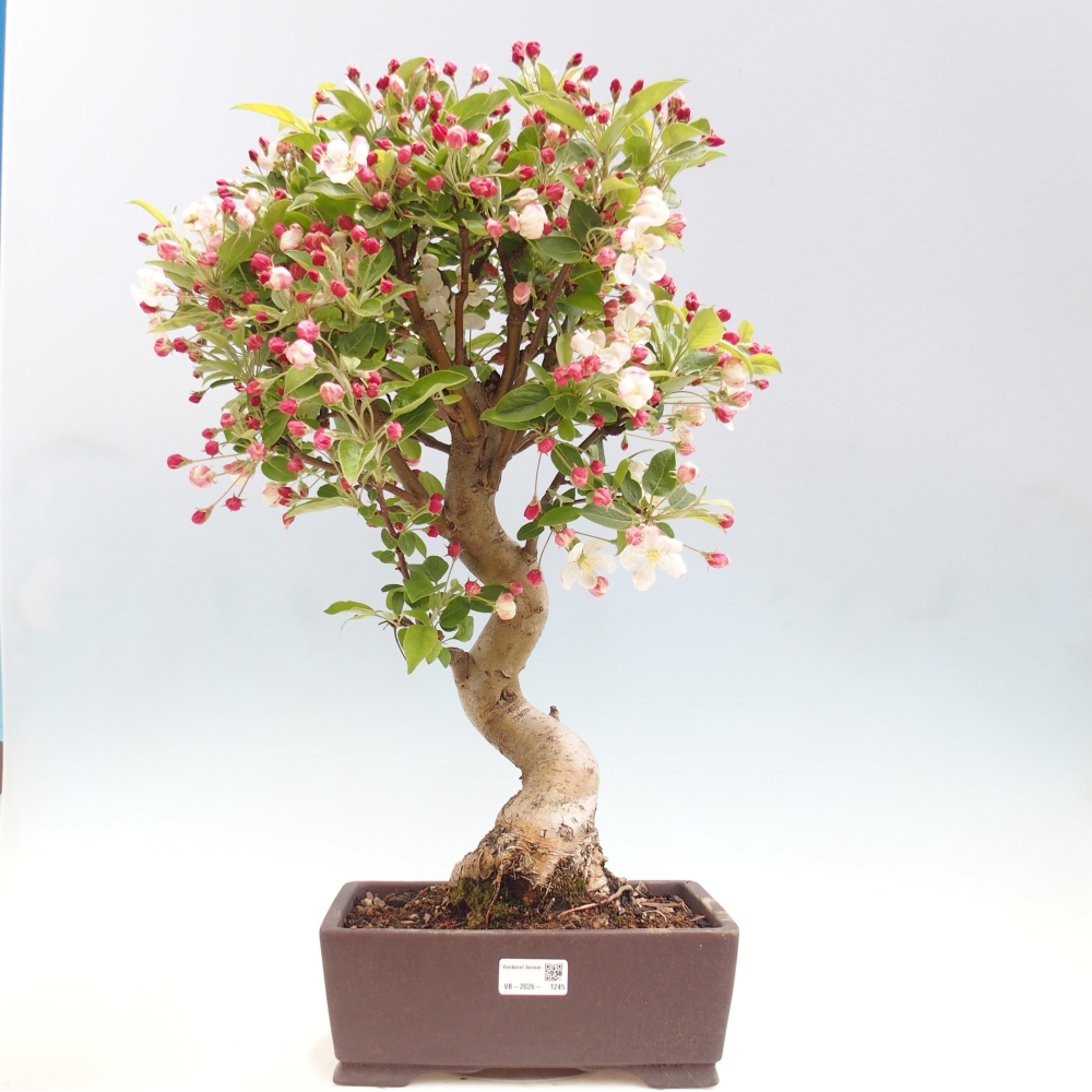 Bonsai voor buiten -Malus halliana - Appelboom met kleine vruchten
