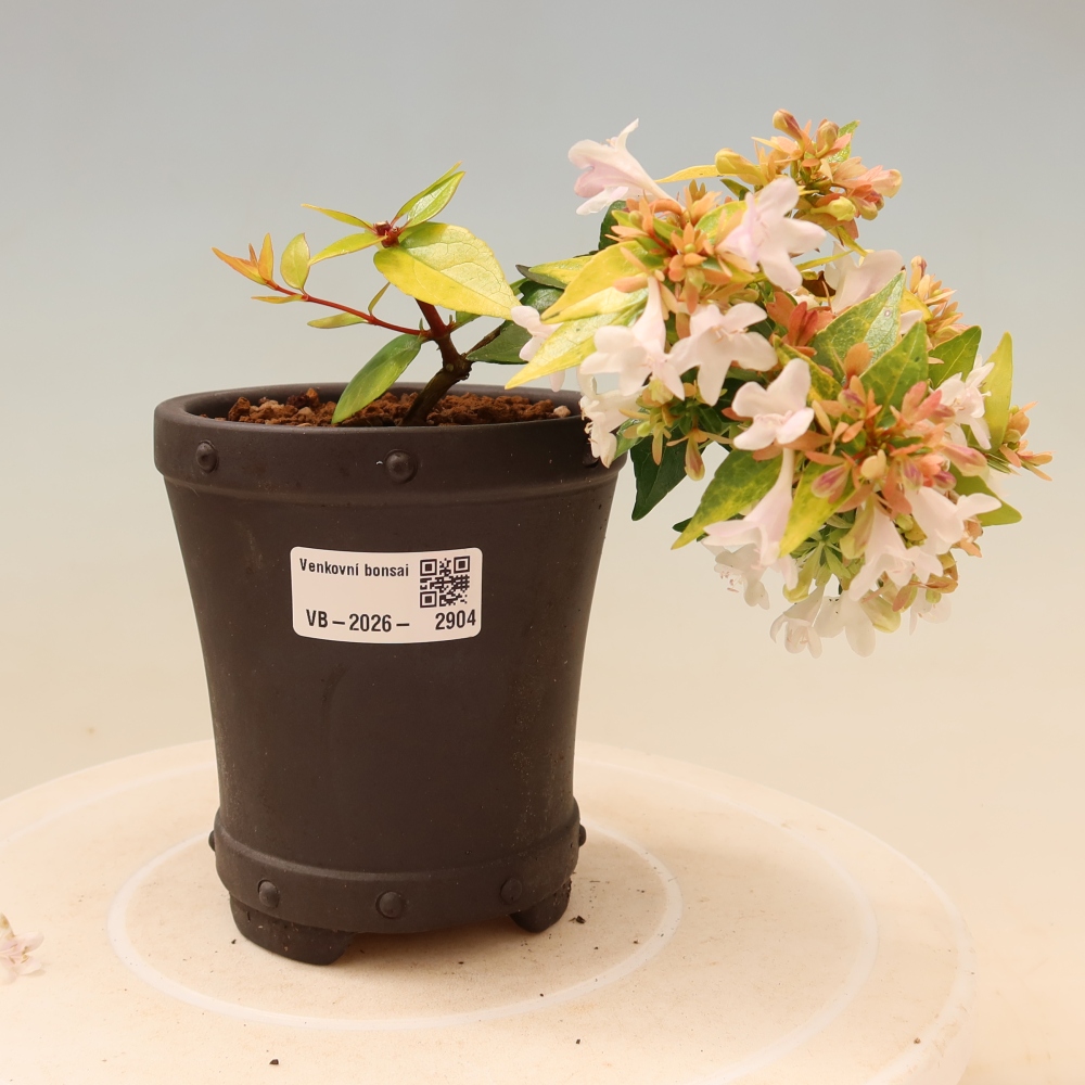 Buitenbonsai - Abelia gr. Kleidoscope - Grootbloemige abelia