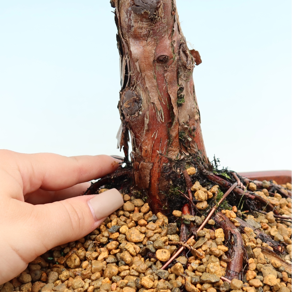 Bonsai voor buiten - Juniperus chinensis Kishu