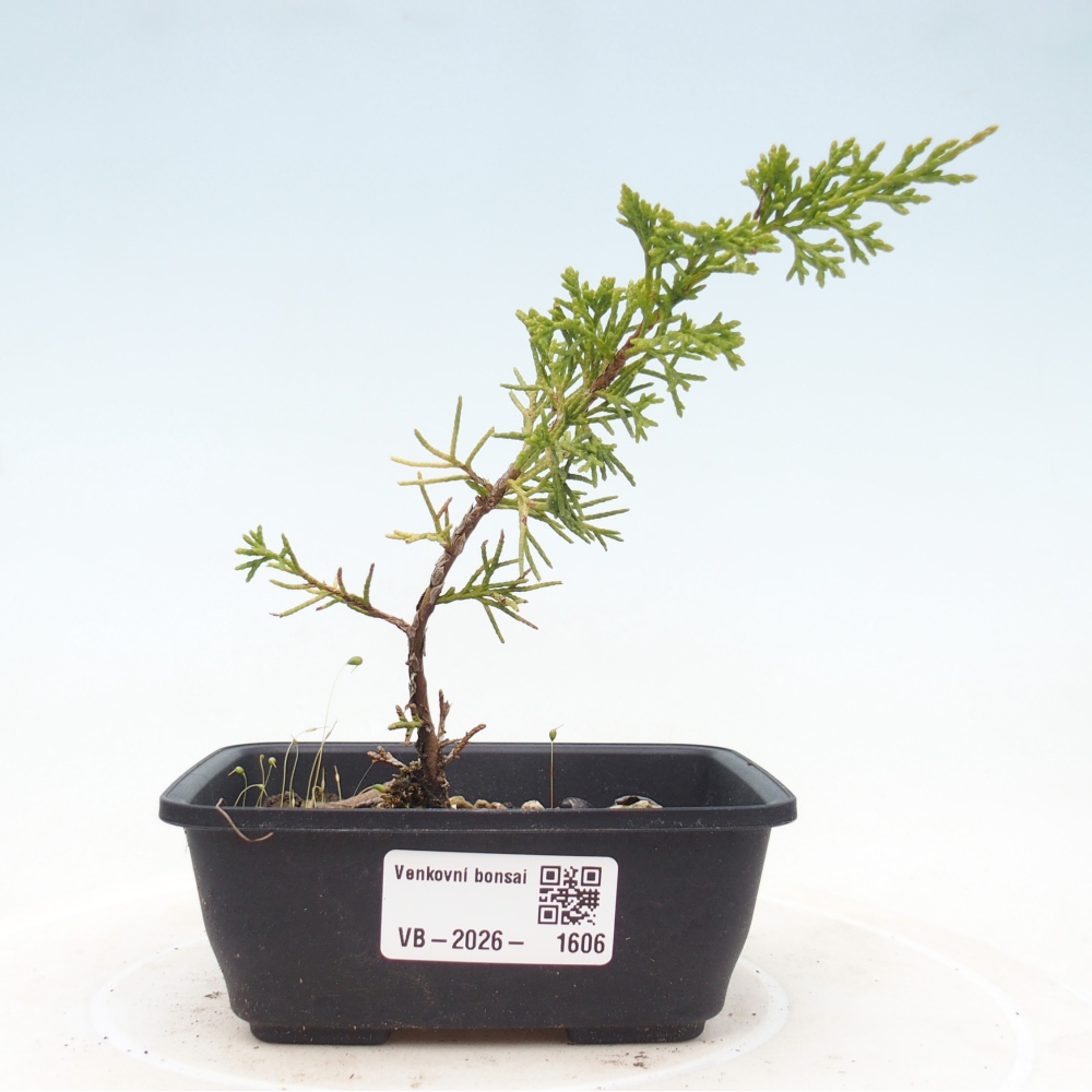Bonsai voor buiten - Juniperus chinensis Itoigawa