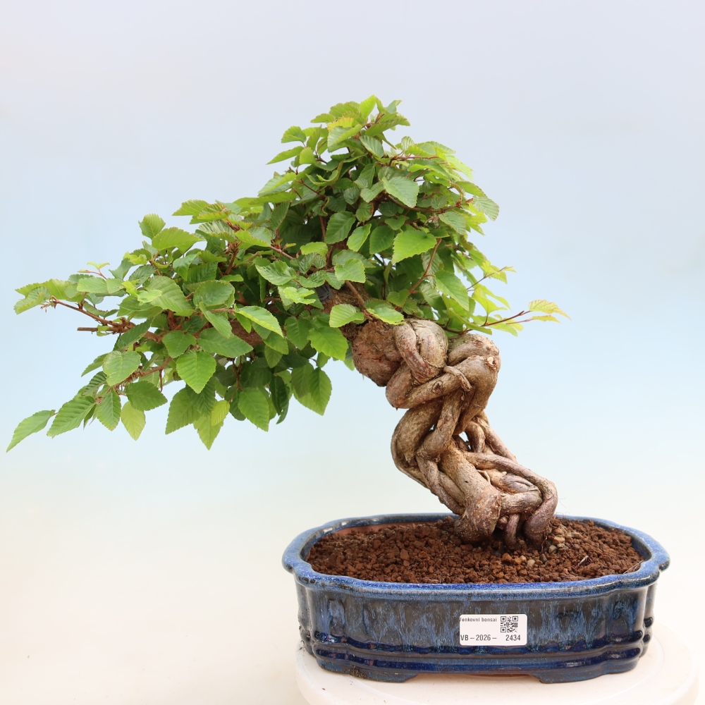 Bonsai voor buiten -Carpinus Coreana - Koreaanse haagbeuk