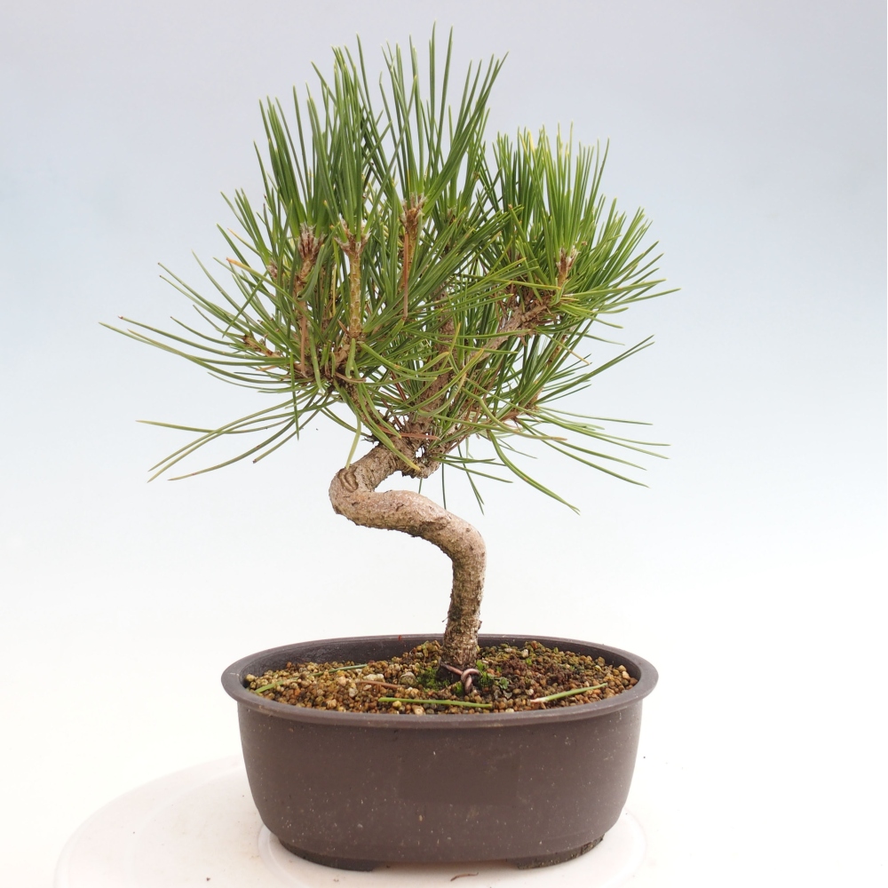 Bonsai voor buiten - Pinus thunbergii - Thunberg den