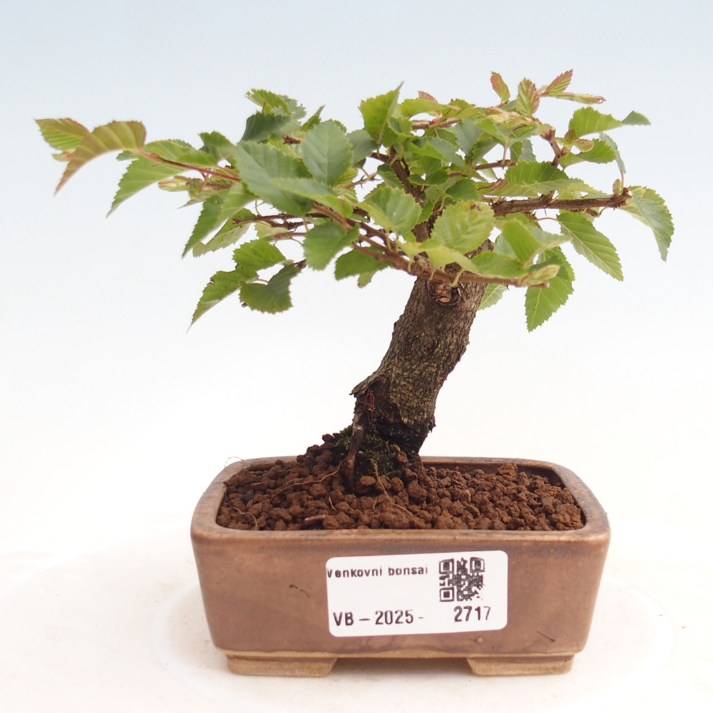 Bonsai voor buiten -Carpinus CARPINOIDES - Koreaanse haagbeuk
